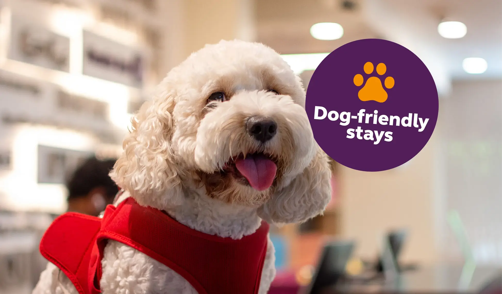 Dog friendly stays in Premier Inn Dubai Silicon Oasis Hotel
