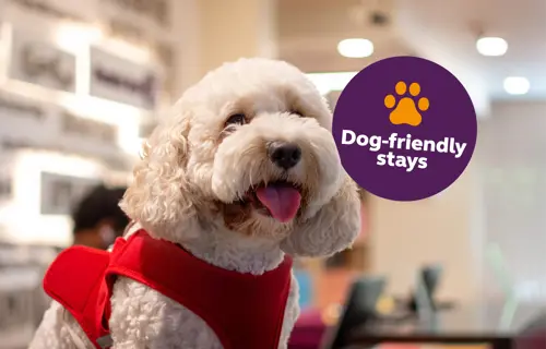 Dog friendly stays in Premier Inn Dubai Silicon Oasis Hotel