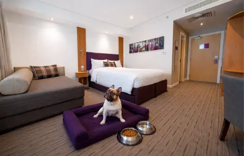Dog-friendly hotel room in Premier Inn hotel in Dubai