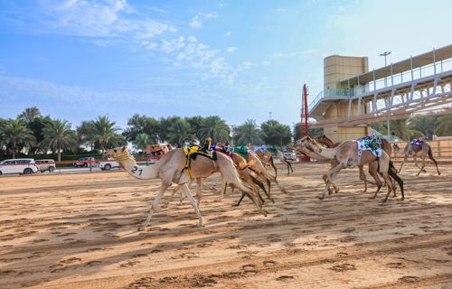 Al Wathba Camel Racetrack