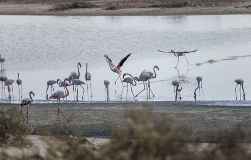 Wathba Wetland Reserve in Abu Dhabi