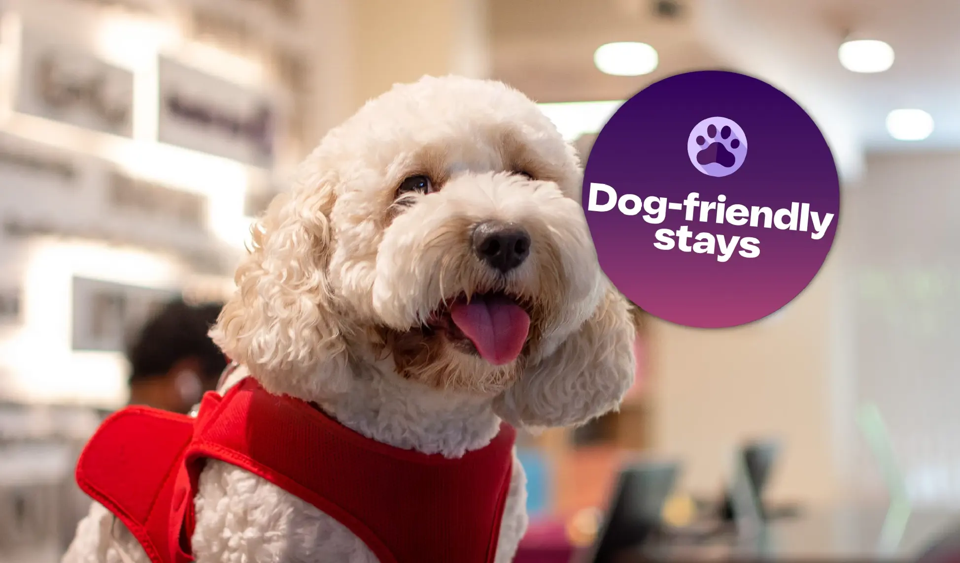 Dog friendly stays in Premier Inn Dubai Silicon Oasis Hotel