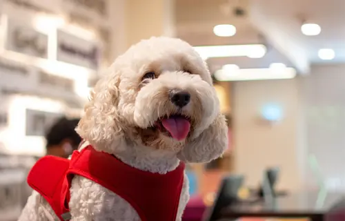 Dog in a Premier Inn hotel in Dubai